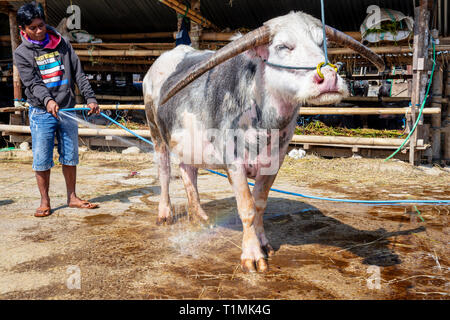 Eine junge Torajan Mann auf der Suche nach einem Preis, seltene Albino, blauäugige Büffel in einem Torajan buffalo Markt, Sulawesi, Indonesien Stockfoto