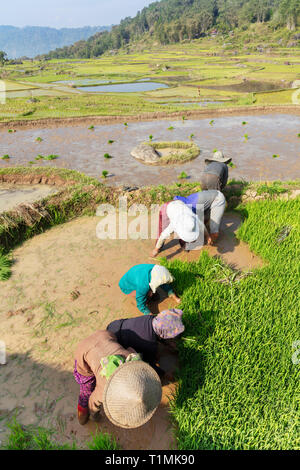 Die Reisbauern ihre Ernte Pflanzen auf Terrassen in Toraja, Central Sulawesi, Indonesien Stockfoto