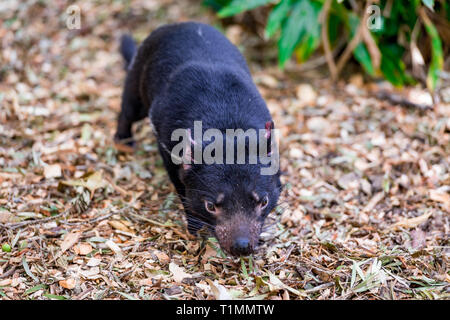 Einen Tasmanischen Teufel huscht über seine Umwelt. Dieses haarige Kreatur ist eine gefährdete einheimische australische Tiere. Stockfoto