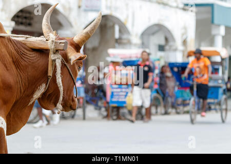 Toliara, Madagaskar - Januar 10th, 2019: Der Kopf eines Ochsen die Straße im Zentrum von Toliara, Madagaskar suchen. Stockfoto