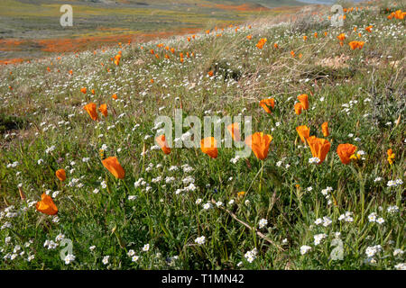 Mohn in Antelope Valley Poppy finden in Lancaster California, gemischt mit weißen Wildblumen während des superbloom Stockfoto