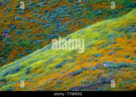 Hügel von Mohn und andere gemischte Feldblumen Walker Canyon Lake Elsinore Kalifornien während einer Feder superbloom Stockfoto