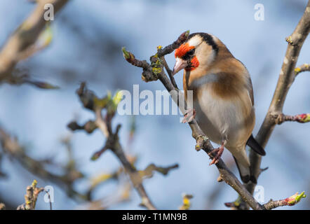 Nach Stieglitz (Carduelis carduelis) Vogel auf einem Zweig im Frühjahr in West Sussex, UK thront. Stockfoto