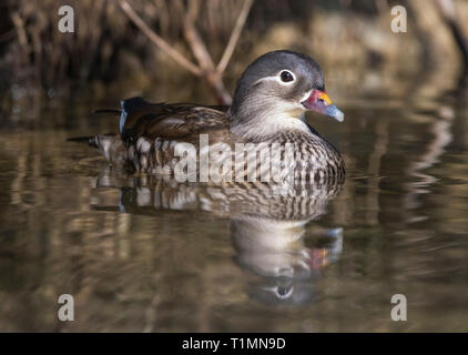 Hen Mandarinente (Aix galericulata) auf Wasser im frühen Frühjahr in West Sussex, UK. Stockfoto