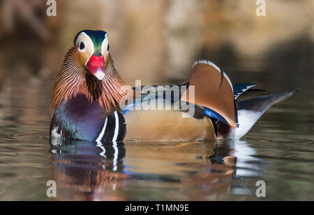 Seitenansicht eines Drake Mandarinente (Aix galericulata) suchen Rund auf Wasser im frühen Frühjahr in West Sussex, UK. Stockfoto