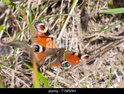Europäische Tagpfauenauge (Nymphalis io) auf dem Boden im Frühjahr in West Sussex, UK. Stockfoto