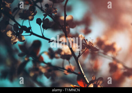 Wild cherry tree blossom im Frühjahr morgen, saisonale Schönheit in der Natur Stockfoto