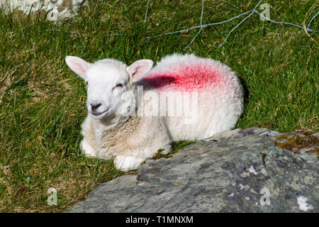 Neue Feder Lamm ruht in einem Feld Stockfoto