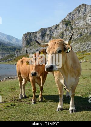 Asturische Berg Rinder (Bos taurus) auf Weideland rund um den See Ercina, Seen von Covadonga, Picos de Europa, Asturien, Spanien, August. Stockfoto