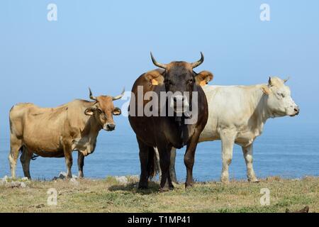 Asturische Berg Rinder (Bos taurus) auf einer Klippe gelegene Wiese mit Atlantik im Hintergrund, in der Nähe von Palma, Asturien, Spanien, August. Stockfoto