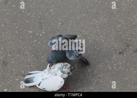 Stadt Pigeon Zwei weisse und dunkle Kampf auf Frühling Straße Stockfoto