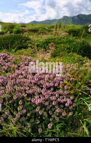 Cornish heath/Maritime Heidekraut (Erica vagans) und Western Stechginster (Ulex gallii) Blühende auf Küsten Heide bei Pria, Asturien, Spanien. Stockfoto