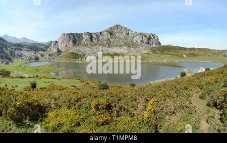 Überblick über See Ercina mit westlichen Stechginster (Ulex gallii) Blühende im Vordergrund, Seen von Covadonga, Picos de Europa, Asturien, Spanien, August Stockfoto