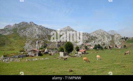 Asturische Berg Rinder (Bos taurus) Beweidung durch traditionelle Stein Scheunen oder "ajadas" und "Hirten Cottages, Majada de Belbi, Picos de Europa, Spanien Stockfoto