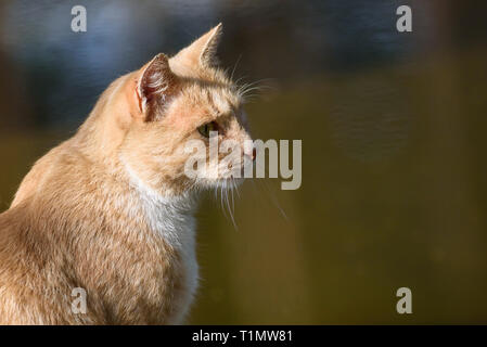 Katze sitzt in der Nähe von Teich. Stockfoto