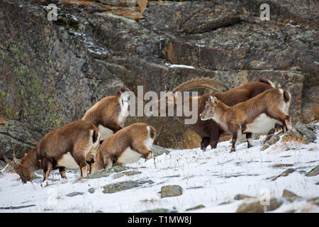 Alpensteinbock (Capra ibex) Herde mit Männchen und Weibchen während der Brunft im Winter Nationalpark Gran Paradiso, Alpen, Italien Stockfoto