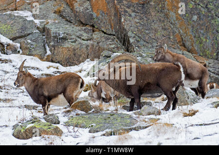 Alpensteinbock (Capra ibex) Herde mit Männchen und Weibchen während der Brunft im Winter Nationalpark Gran Paradiso, Alpen, Italien Stockfoto