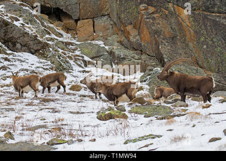 Alpensteinbock (Capra ibex) Herde mit Männchen und Weibchen während der Brunft im Winter Nationalpark Gran Paradiso, Alpen, Italien Stockfoto