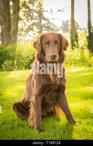 Braun flat-Coated Retriever Hund draußen im Hof Stockfoto