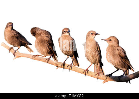 Stare auf Zweig auf weißem Hintergrund Stockfoto