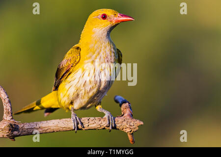 Yellow Bird Oriole sitzt auf einem Ast Stockfoto