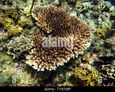 Bunte Korallenriff Stockfoto