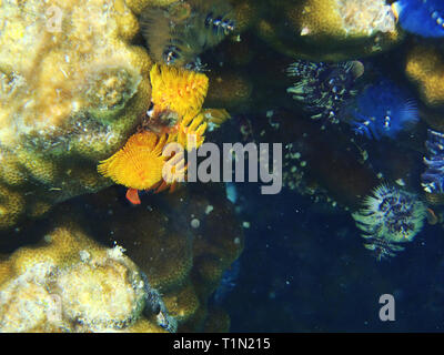 farbige Fanworms unter Korallen im Meer von Thailand Stockfoto