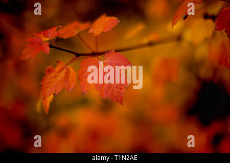 Symbol für Kanada Rot Acer Saccharum Blatt - Kanadische Blatt - Red Maple Leaf - Ahorn - Red Maple Leaf im Herbst - Bild - Fotografie Stockfoto