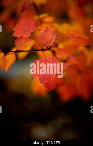 Symbol für Kanada Rot Acer Saccharum Blatt - Kanadische Blatt - Red Maple Leaf - Ahorn - Red Maple Leaf im Herbst - Bild - Fotografie Stockfoto