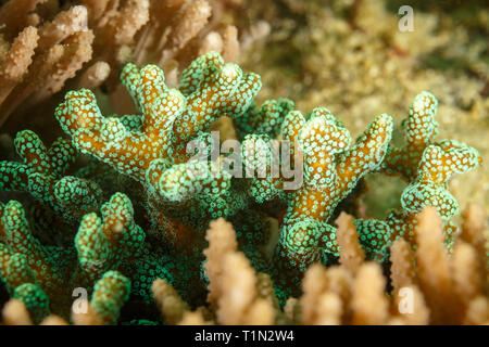 Nahaufnahme: Polypen Grün von Algen auf Hirsch - Horn, Acropora cervicornis, Coral Stockfoto