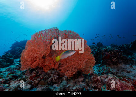 Nahaufnahme des wunderschönen tief orange Gorgonie Gorgonie und Yellow Tail silber rot Fische am Riff mit bunten Sorten von Schwämmen und Korallen gefüllt Stockfoto