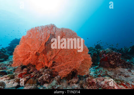 Nahaufnahme des wunderschönen tief orange Gorgonien meer Fan auf Riff mit bunten Sorten von Schwämmen und Korallen gefüllt Stockfoto