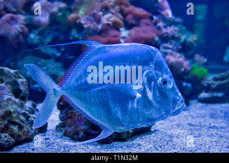 Tropische Fische Selene Vomer Stockfoto