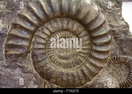 Spirale Ammonit fossil im Stein Stockfoto