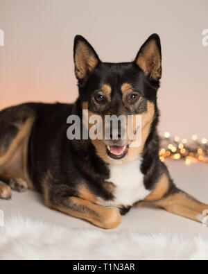Deutscher Schäferhund liegend im Studio Stockfoto