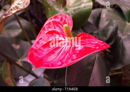 Anthurium Blumen hautnah. Big Red Leaf von Anthurium andraeanum. Blumen von Kolumbien und Ecuador. Home Big Red schöne exotische tropische Blume Stockfoto