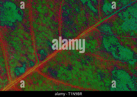 Blatt surreale Stockfoto