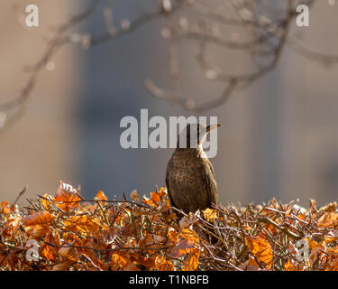 Weibliche Amsel auf einem schönen goldenen Buche Hedge leuchtet durch das Sonnenlicht an einem sonnigen Tag im späten Winter/Frühjahr. Großbritannien Stockfoto