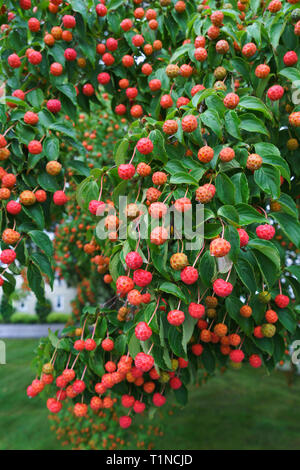 Kousa Hartriegel (Cornus kousa) Früchte im Herbst. Stockfoto