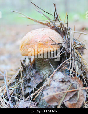 Leccinum Aurantiacum. Genießbare Pilz mit orangefarbenen Kappe Stockfoto