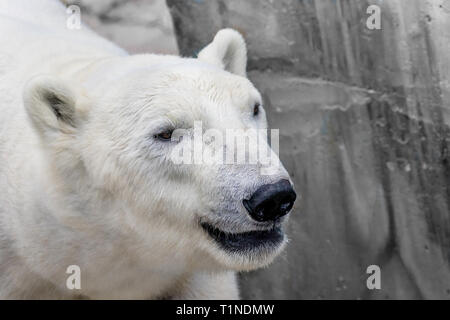 Bild der Fang eines wilden Tieres Polar Bear Stockfoto