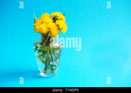 Gelber Löwenzahn. Nahaufnahme von Löwenzahn Blumen auf blauem Hintergrund. Frühling, Ostern Konzept. Stockfoto