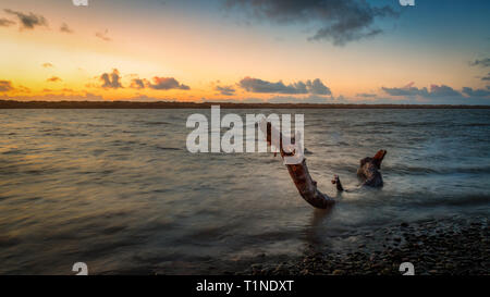 Gefallenen Baum in der Mad River, Nord Kalifornien, USA Stockfoto