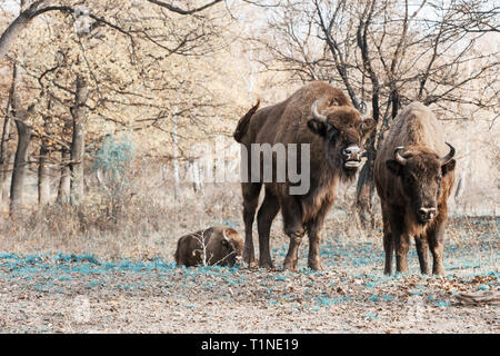 Wild Wisent oder Wisent (Bison bonasus) leben im Herbst Laubwald. Blaugrün und Orange Foto Filter. Stockfoto