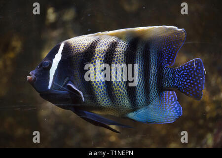 Sixbar kaiserfisch (Pomacanthus sexstriatus), auch als die sechs banded Angelfish bekannt. Stockfoto