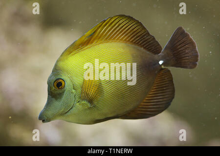 Braun Tang (Zebrasoma scopas), auch als Braune Doktorfische bekannt. Stockfoto