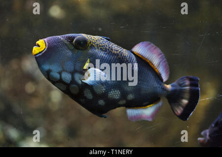 Clown Drückerfisch (Balistoides conspicillum), auch bekannt als Die bigspotted Drückerfische. Stockfoto