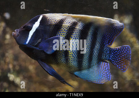 Sixbar kaiserfisch (Pomacanthus sexstriatus), auch als die sechs banded Angelfish bekannt. Stockfoto