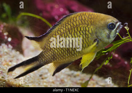 Azoren (Chromis chromis Limbata), auch bekannt als der Atlantik chromis. Stockfoto