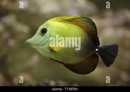 Braun Tang (Zebrasoma scopas), auch als Braune Doktorfische bekannt. Stockfoto